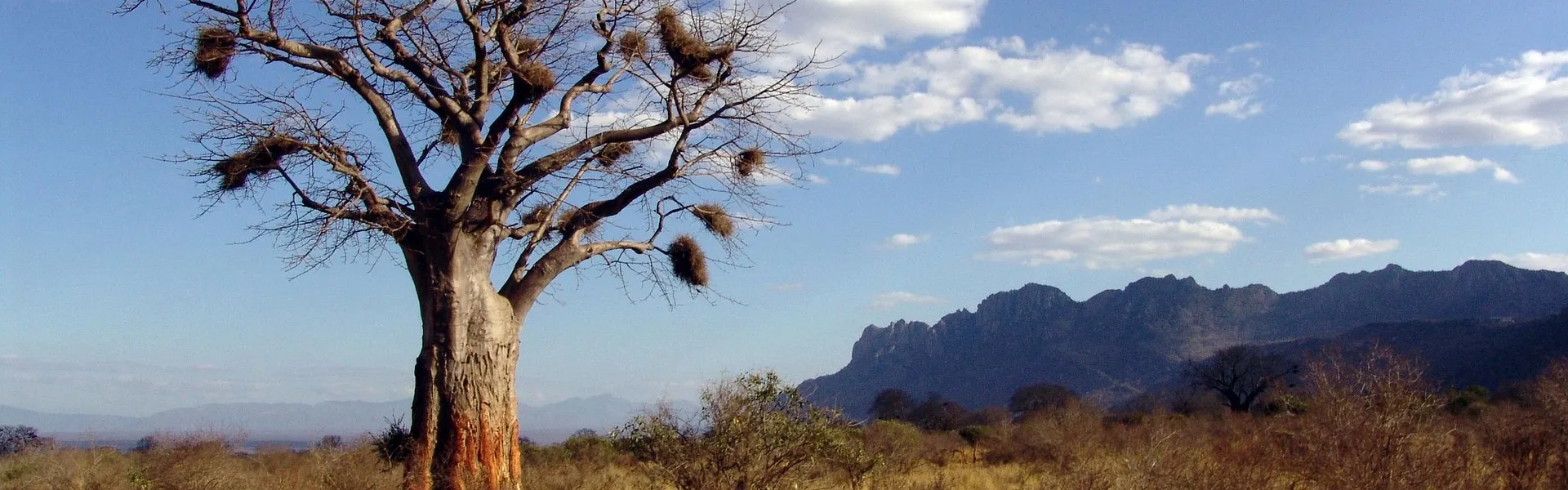 baobab