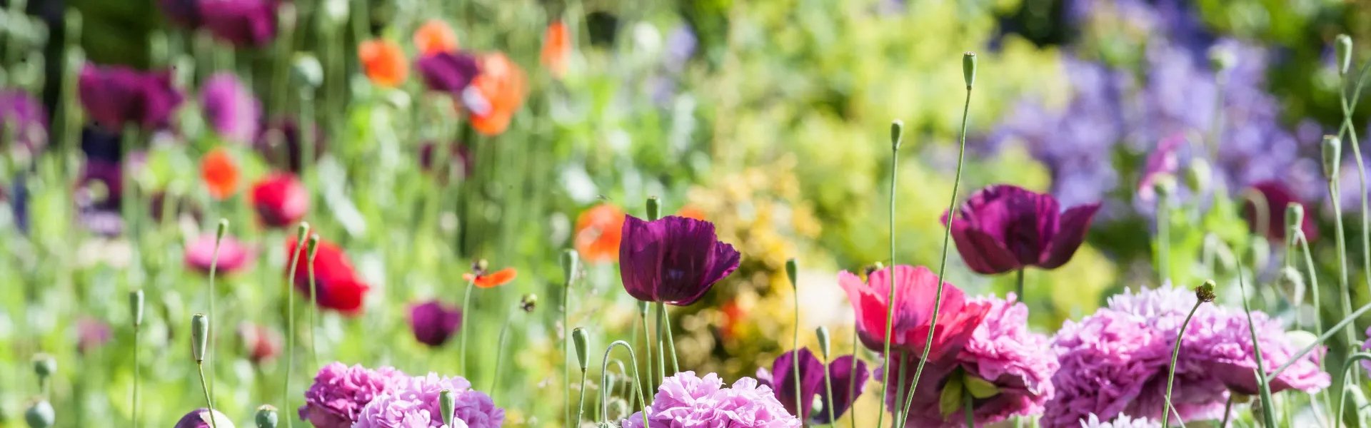 Quizz sur les odeurs des plantes 