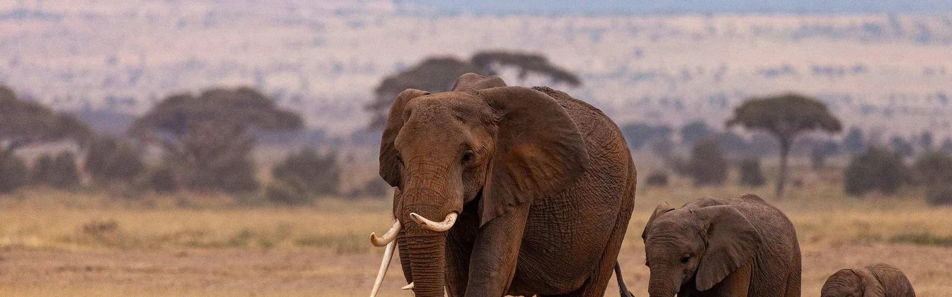 éléphants marchant à la queue leuleu