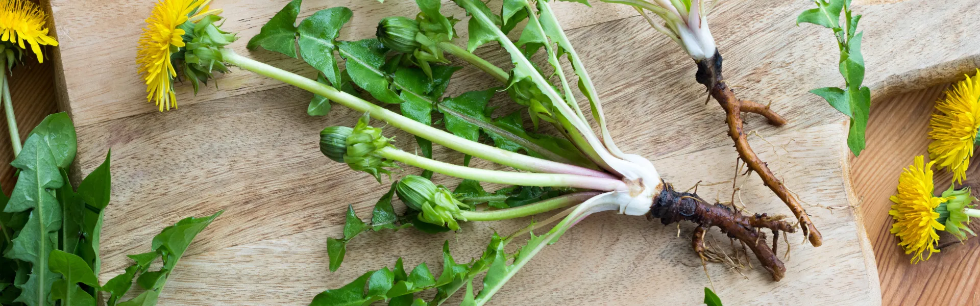 Que peut-on faire avec les tiges des végétaux ?