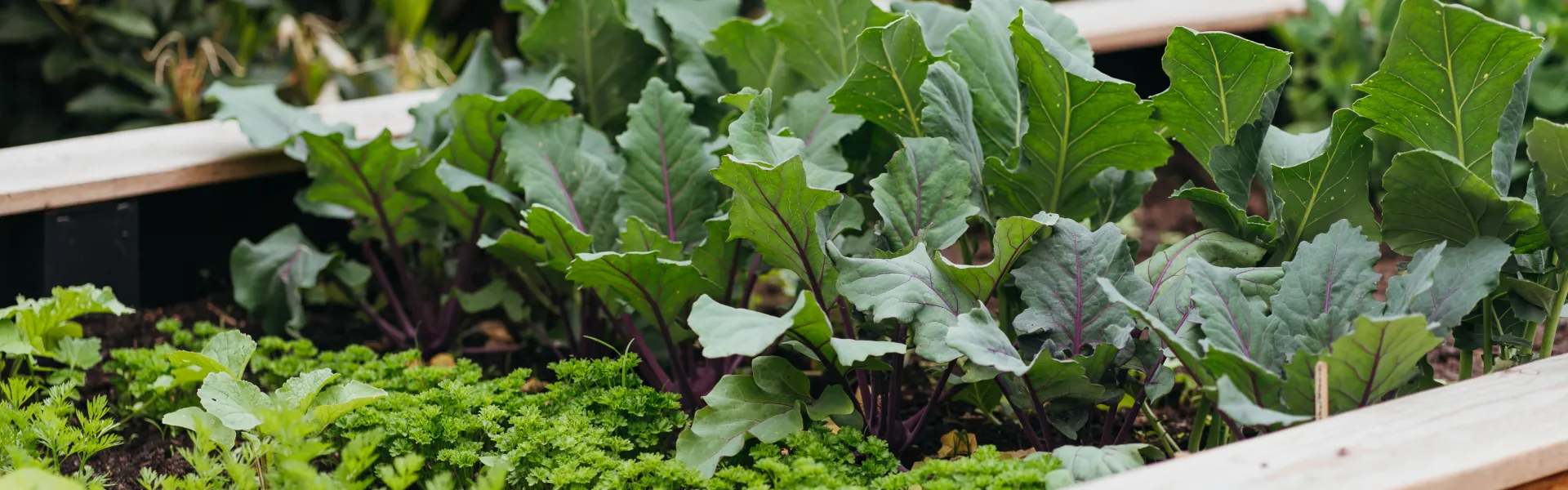 Un potager normand respecteux de la biodiversité 